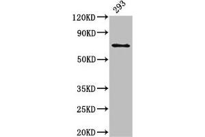 Western Blot Positive WB detected in: 293 whole cell lysate All lanes: LTA4H antibody at 3 μg/mL Secondary Goat polyclonal to rabbit IgG at 1/50000 dilution Predicted band size: 70, 60, 58, 67 kDa Observed band size: 70 kDa (LTA4H 抗体  (AA 107-311))