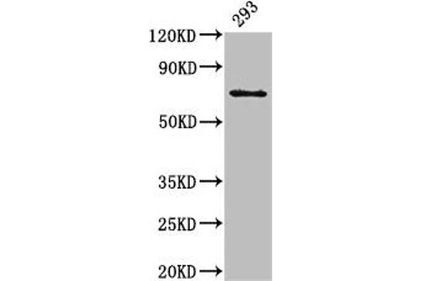 LTA4H 抗体  (AA 107-311)