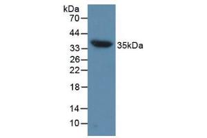 Western blot analysis of Mouse Heart Tissue. (Aquaporin 4 抗体  (AA 177-304))