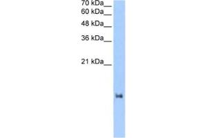 Western Blotting (WB) image for anti-LOC653186 (LOC653186) antibody (ABIN2463270) (LOC653186 抗体)