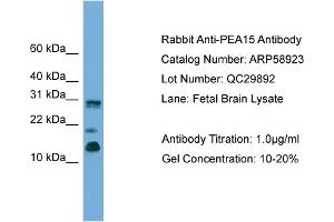 WB Suggested Anti-PEA15  Antibody Titration: 0. (PEA15 抗体  (C-Term))