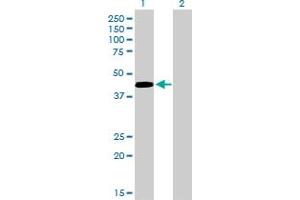 Western Blotting (WB) image for anti-Paired Box 5 (PAX5) (AA 192-301) antibody (ABIN562112)