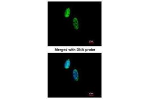 ICC/IF Image Immunofluorescence analysis of paraformaldehyde-fixed HeLa, using CKS-2, antibody at 1:500 dilution. (CKS2 抗体  (C-Term))