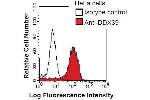 HeLa cells were fixed in 2% paraformaldehyde/PBS and then permeabilized in 90% methanol. (DDX39 抗体)