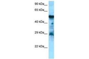 Image no. 1 for anti-Cholecystokinin B Receptor (CCKBR) (AA 277-326) antibody (ABIN6748392) (CCKBR 抗体  (AA 277-326))