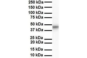 WB Suggested Anti-ENO3 antibody Titration: 1 ug/mL Sample Type: Human liver (ENO3 抗体  (N-Term))