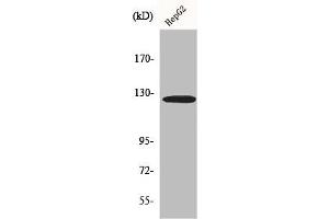 Western Blot analysis of HepG2 cells using Fibulin-2 Polyclonal Antibody (FBLN2 抗体  (Internal Region))