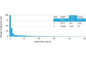 Analysis of Protein Array containing >19,000 full-length human proteins using PAX8 Mouse Monoclonal Antibody (PAX8/1492) Z- and S- Score: The Z-score represents the strength of a signal that a monoclonal antibody (MAb) (in combination with a fluorescently-tagged anti-IgG secondary antibody) produces when binding to a particular protein on the HuProtTM array. (PAX8 抗体  (AA 60-261))