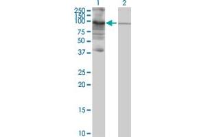 Western Blot analysis of PIWIL3 expression in transfected 293T cell line by PIWIL3 MaxPab polyclonal antibody. (PIWIL3 抗体  (AA 1-882))