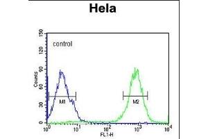 SPT13 Antibody (Center) (ABIN651695 and ABIN2840364) flow cytometric analysis of Hela cells (right histogram) compared to a negative control cell (left histogram). (SPATA13 抗体  (AA 204-232))