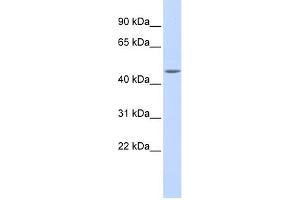 WB Suggested Anti-WDR45L Antibody Titration:  0.