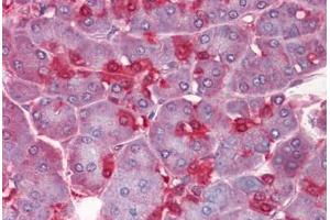 Human Pancreas: Formalin-Fixed, Paraffin-Embedded (FFPE) (ENO1 抗体  (AA 1-435))