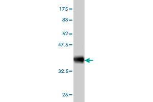 Western Blot detection against Immunogen (36. (HTRA2 抗体  (AA 359-458))