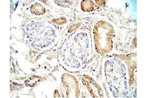 Human adrenal medullary tissue was stained by Rabbit Anti-Vasostatin (17-76)  (Human) Antibody (Vasostatin I (AA 17-76) 抗体)