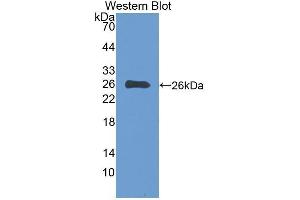 Western Blotting (WB) image for anti-Interleukin-27 subunit beta (IL-27b) (AA 21-229) antibody (ABIN1077997) (EBI3 抗体  (AA 21-229))