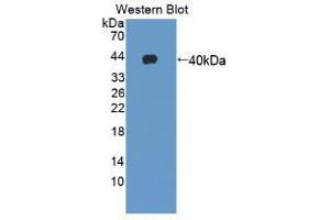 Western blot analysis of recombinant Human GHRH. (GHRH 抗体  (AA 19-108))