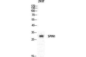 Western Blot (WB) analysis of specific cells using Spindlin-1 Polyclonal Antibody. (Spindlin 1 抗体  (Internal Region))