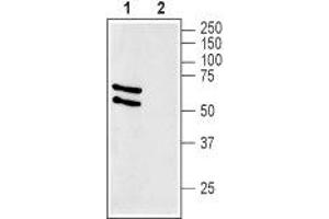Western blot analysis of rat liver membranes: - 1. (SLC2A2 抗体  (C-Term, Intracellular))