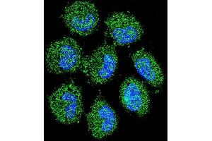 Confocal immunofluorescent analysis of PREF6 Antibody (C-term) (ABIN655365 and ABIN2844922) with NCI- cell followed by Alexa Fluor 488-conjugated goat anti-rabbit lgG (green). (PRAMEF6 抗体  (C-Term))