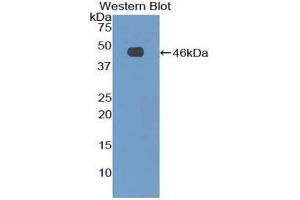 Western Blotting (WB) image for anti-Fibrillin 1 (FBN1) (AA 81-236) antibody (ABIN1173265) (Fibrillin 1 抗体  (AA 81-236))