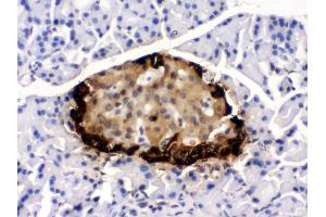 Anti- GLP1 Picoband antibody, IHC(P) IHC(P): Rat Pancreas Tissue (Glucagon 抗体  (N-Term))
