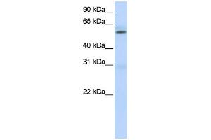 WB Suggested Anti-PRMT3 Antibody Titration:  0. (PRMT3 抗体  (Middle Region))