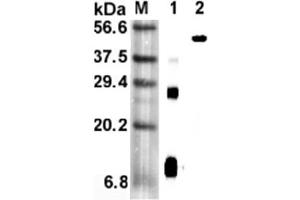 Western blot analysis using anti-RELM-α (mouse), mAb (MREL 127)  at 1:5'000 dilution. (RELM alpha 抗体)