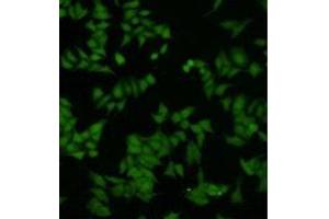 Immunocytochemistry (ICC) image for anti-Dual Specificity Phosphatase 5 (DUSP5) antibody (ABIN1854885) (DUSP5 抗体)