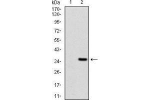 Western blot analysis using FGF4 mAb against HEK293 (1) and FGF4 (AA: 62-123)-hIgGFc transfected HEK293 (2) cell lysate.