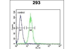 KCNQ1 Antibody (Center) (ABIN652891 and ABIN2842576) flow cytometric analysis of 293 cells (right histogram) compared to a negative control cell (left histogram). (KCNQ1 抗体  (AA 513-540))