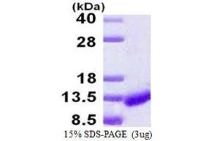 Image no. 1 for Caspase Recruitment Domain-Containing Protein 18 (ICEBERG) (CARD18) (AA 1-90) protein (His tag) (ABIN1098230)