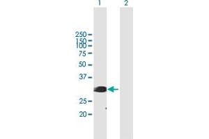 Western Blot analysis of SFRS1 expression in transfected 293T cell line by SFRS1 MaxPab polyclonal antibody.
