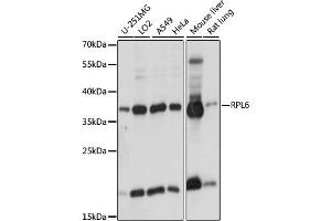 RPL6 抗体  (AA 188-288)