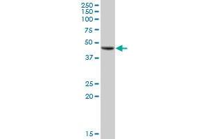 GALT MaxPab polyclonal antibody. (GALT 抗体  (AA 1-379))