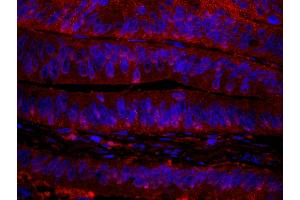Immunofluorescence (IF) image for anti-RAN Binding Protein 1 (RANBP1) (AA 1-50) antibody (ABIN7449008) (RANBP1 抗体  (AA 1-50))