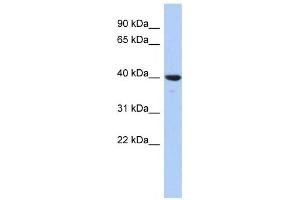 Western Blotting (WB) image for anti-Glutaredoxin 3 (GLRX3) antibody (ABIN2460082) (GLRX3 抗体)