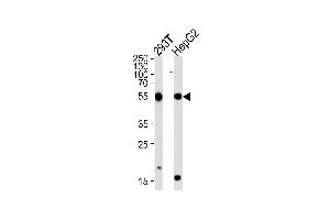 Western blot analysis of lysates from 293T,HepG2 cell line (from left to right),using PHKG1 Antibody (ABIN1452096 and ABIN1452098). (PHKG1 抗体)
