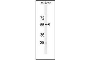 Western blot analysis of MAPK8 / JNK1 Antibody (Thr183/Tyr185) in mouse liver tissue lysates (35ug/lane). (JNK 抗体  (AA 162-199))