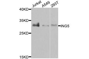 Western blot analysis of extracts of various cell lines, using ING5 antibody. (ING5 抗体)