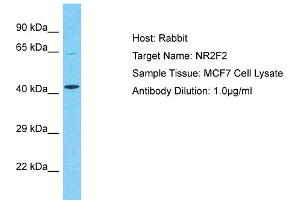 Western Blotting (WB) image for anti-Nuclear Receptor Subfamily 2, Group F, Member 2 (NR2F2) (N-Term) antibody (ABIN2792599)