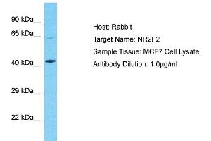 Host:  Rabbit  Target Name:  NR2F2  Sample Type:  MCF7 Whole Cell lysates  Antibody Dilution:  1. (NR2F2 抗体  (N-Term))