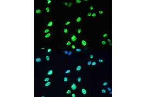 Immunofluorescence analysis of U-2 OS cells using U/U/DDX39B Polyclonal Antibody (ABIN6132226, ABIN6139492, ABIN6139493 and ABIN6224384) at dilution of 1:100 (40x lens). (DDX39B 抗体  (AA 319-428))
