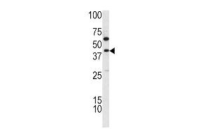 Western blot analysis of TDG antibody (C-term) (ABIN390560 and ABIN2840891) in K562 cell line lysates (35 μg/lane). (TDG 抗体  (C-Term))