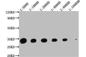 Western Blot Positive WB detected in: Hela whole cell lysate at 20 μg, 10 μg, 5 μg, 2. (14-3-3 zeta 抗体  (AA 133-212))