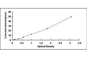 ELISA image for Secreted phosphoprotein 1 (SPP1) ELISA Kit (ABIN1118056)