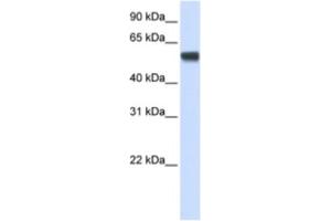 Western Blotting (WB) image for anti-Splicing Factor 3a, Subunit 3, 60kDa (SF3A3) antibody (ABIN2462228) (SF3A3 抗体)