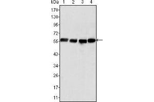 Western blot analysis using Vimentin mouse mAb against Hela (1), COS (2), HEK293 (3) and U20S (4) cell lysate. (Vimentin 抗体  (AA 2-466))