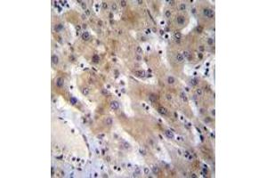 Immunohistochemistry analysis in formalin fixed and paraffin embedded (FFPE) human liver tissue using FGL1 Antibody (C-term) followed by peroxidase conjugation of the secondary antibody and DAB staining. (FGL1 抗体  (C-Term))