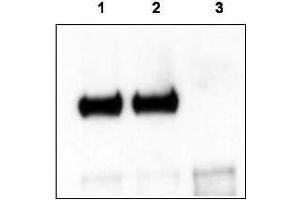 Mouse cortex lysate was immunoprecipitated with anti-TrkCT1 antibody and further blotted with affinity purified anti-TrkCT1. (TRKCT1 (C-Term) 抗体)