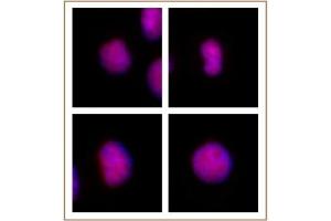 GATA-6 antibody (pAb) tested by immunofluorescence. (GATA6 抗体  (N-Term))